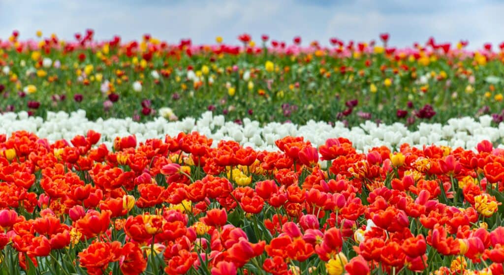 Vaststellingsovereenkomst Lisse